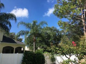 Sunny skies, as seen from Anitra and Joey’s yard, Carrollwood, Tampa.