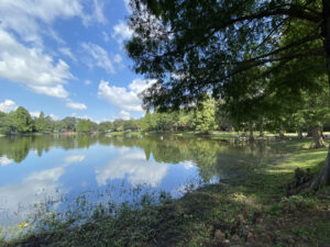 Photo: The northern edge of Lake Roberta (actually a pond) as seen from its west side. The lake is lined with trees, and its still waters reflect the clouds and blue sky above.