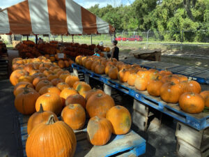 Photo: Pumpkin stands at Bearss Groves