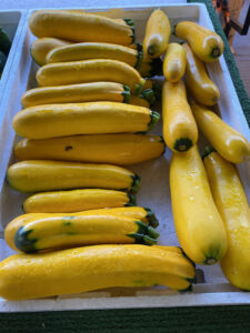 Photo: Yellow zucchini at Bearss Groves