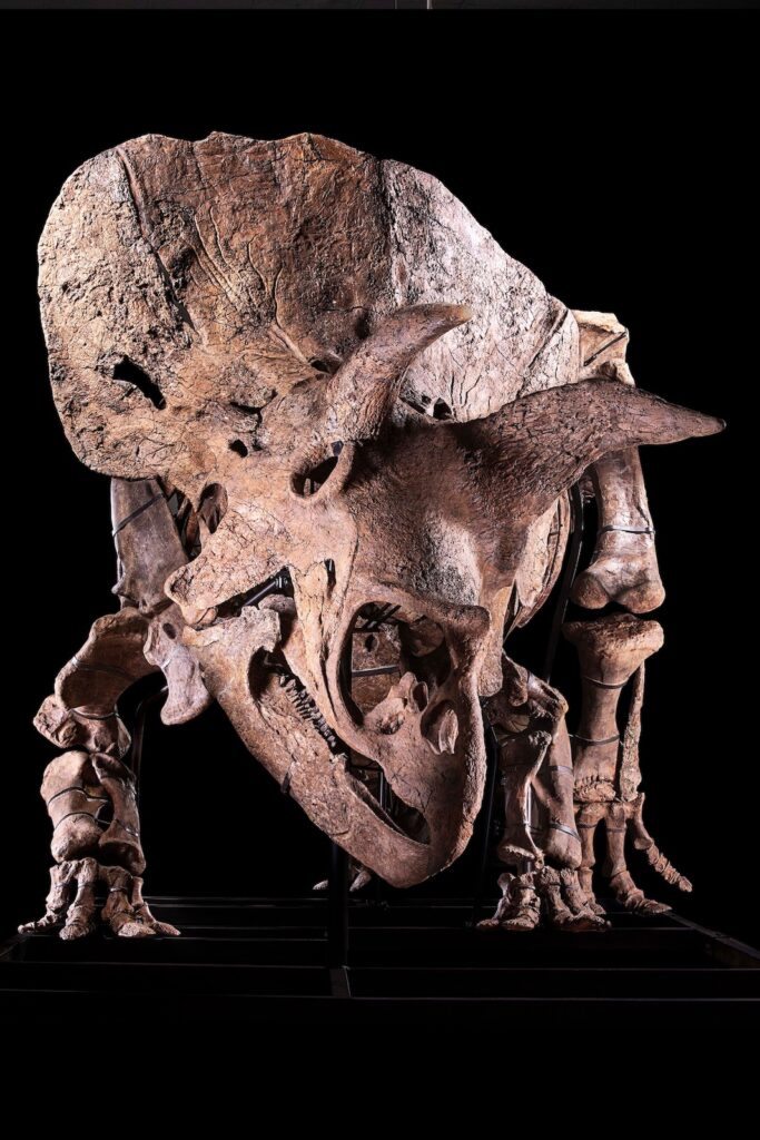 Head-on view of Big John, a triceratops skeleton.